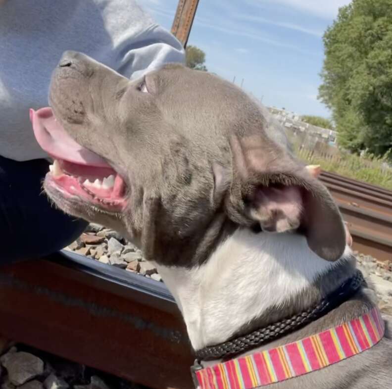 Dog rescued from oncoming train