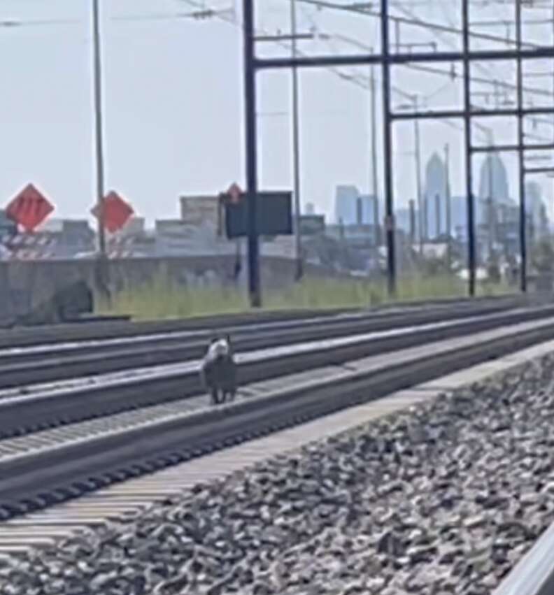 Dog rescued from train tracks