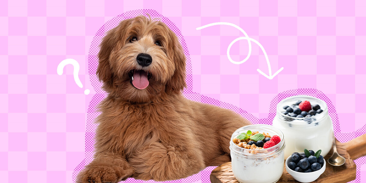 Can dogs 2025 eat plain yogurt