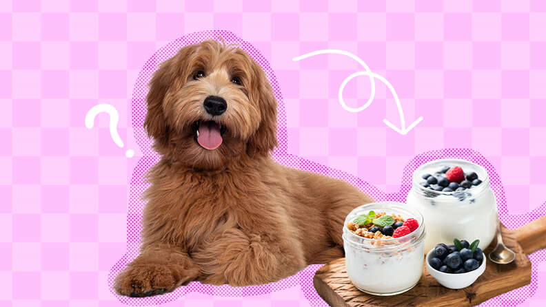 dog with yogurt