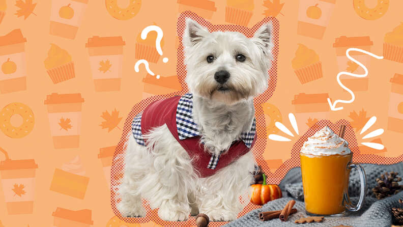 Can Dogs Have Pumpkin Spice Dodowell The Dodo