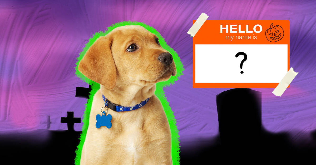 300+ Halloween Dog Names for 2022 – Top Dog Tips