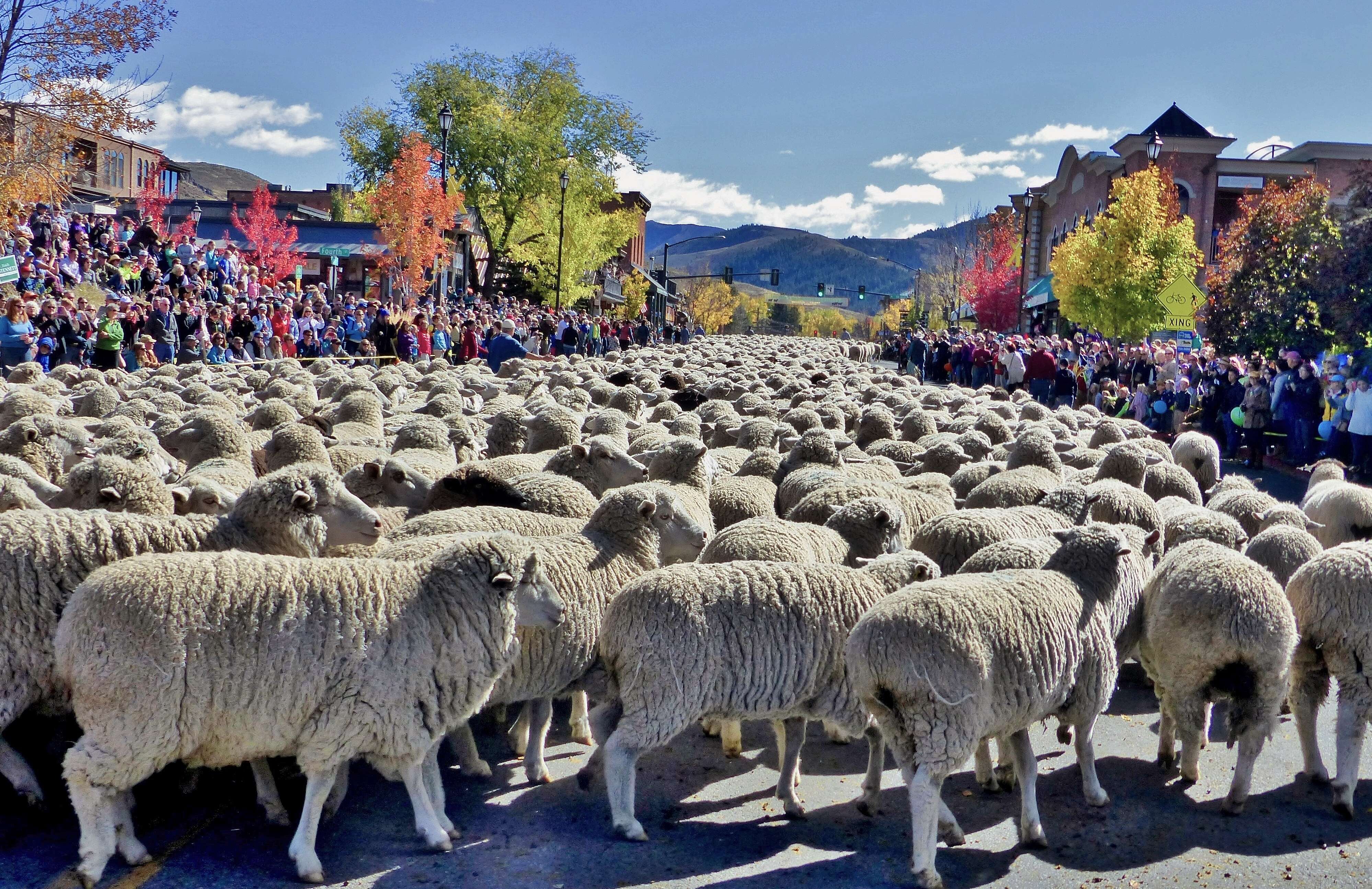 Come on Down for the Big Cozy Sheep Parade