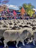 Come on Down for the Big Cozy Sheep Parade