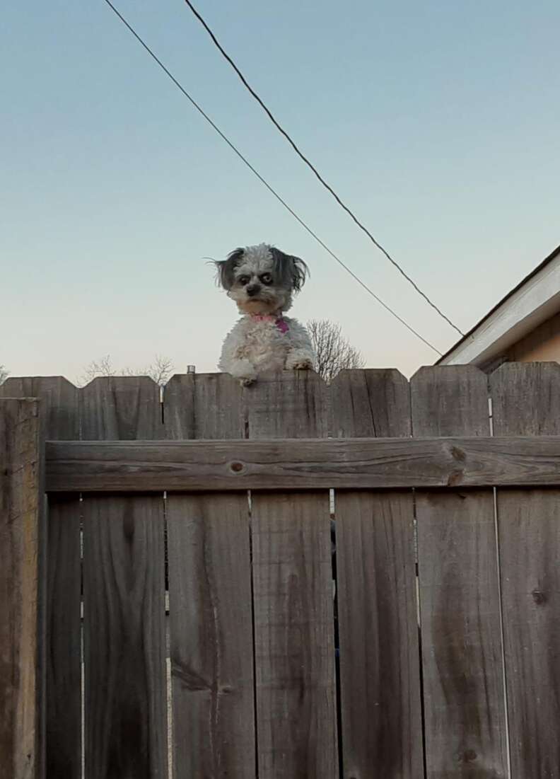 how do i keep my dog from climbing the fence