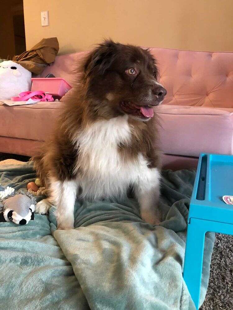 rescue dog