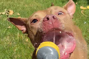 The Sweetest Rescue Pittie Only Has One Enemy: The Hose