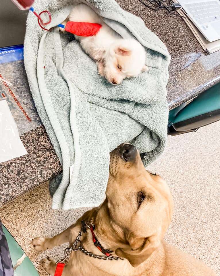 Big dog saves sick puppy with blood donation