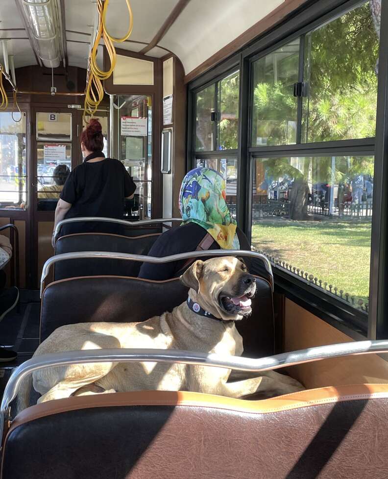 Boji the public transit dog
