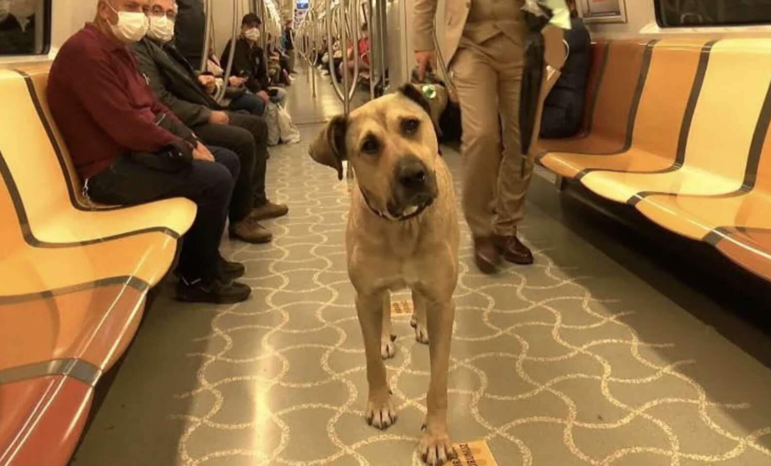 Stray Dog Brightens Istanbul Daily Commute