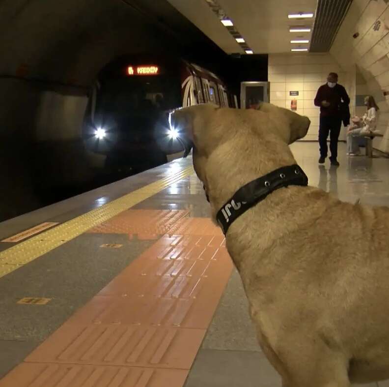 Stray dog rides to trains