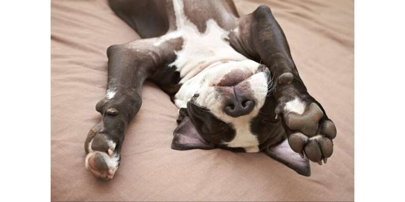 Getting to know pitties: Myth or fact? - The Humane Society for