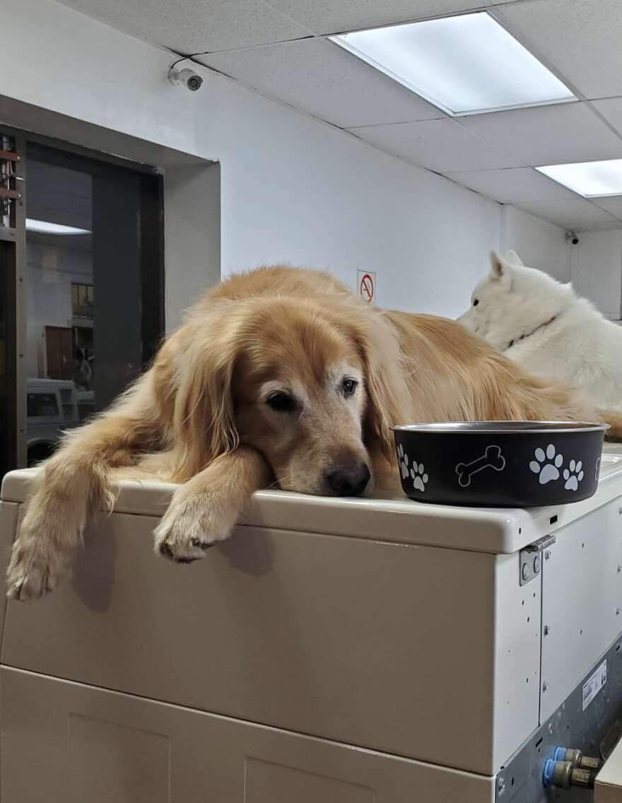Dog works at laundromat