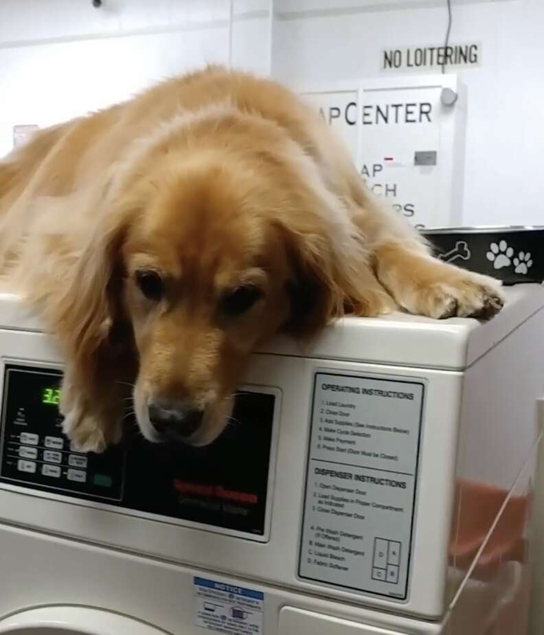 Dog guards washing machine