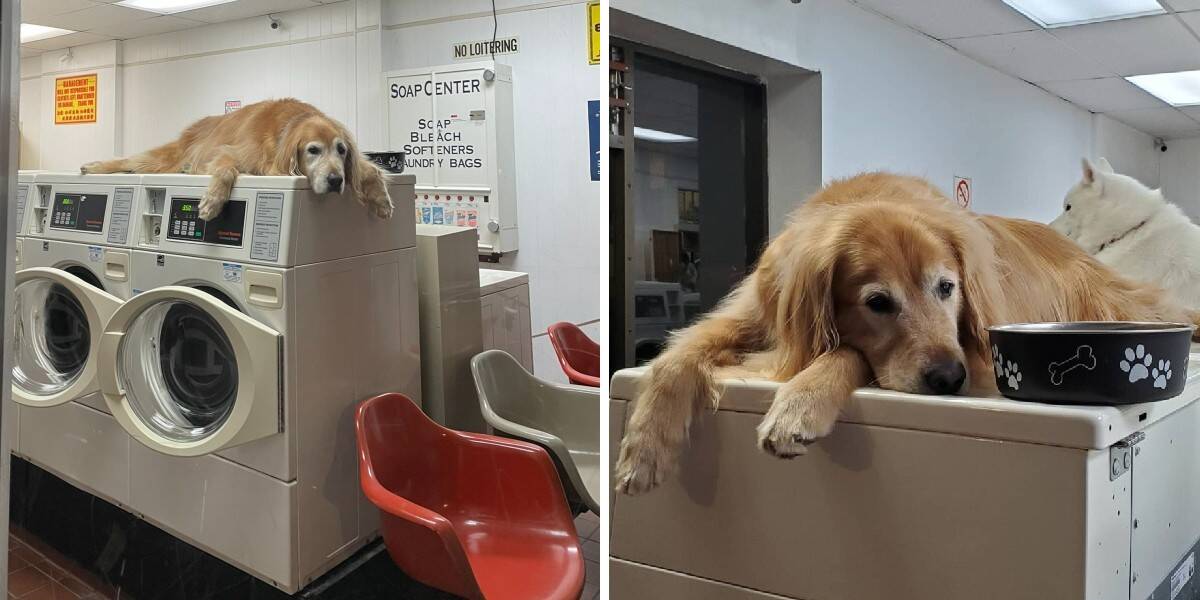 Dog laundry store