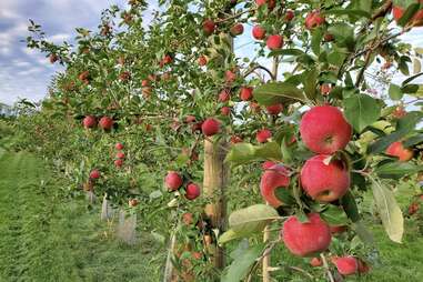 Afton Apple Orchard