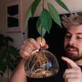 How to Grow Plants From Avocados