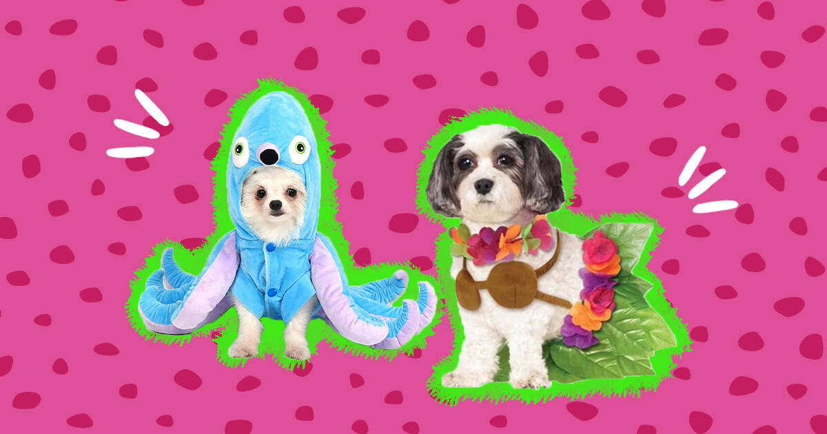 Dog Costumes: The 22 Best Options For Halloween 2022 - DodoWell - The Dodo