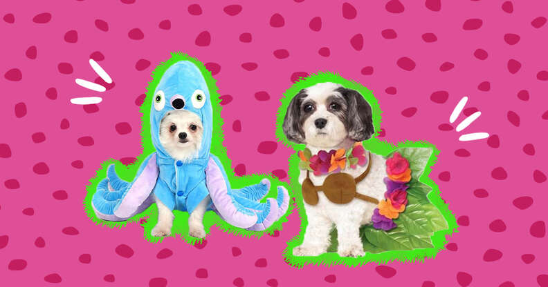 Dog Halloween Costumes, Stuff We Love