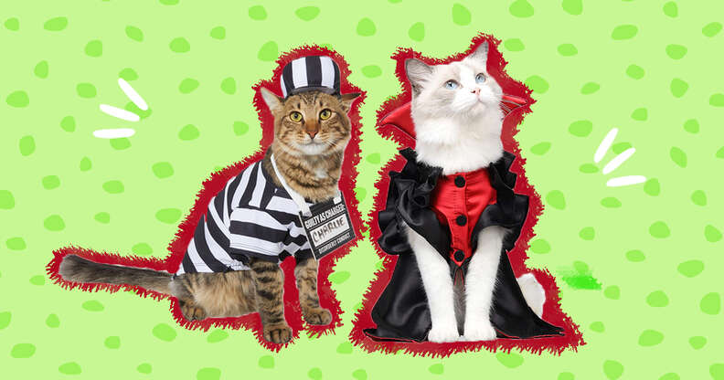 Cat top themed dress