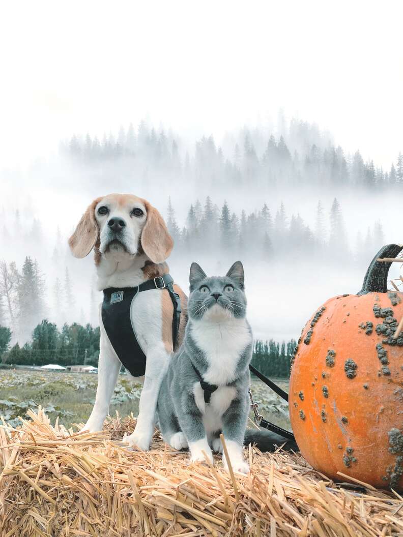 dog and cat pumpkin patch