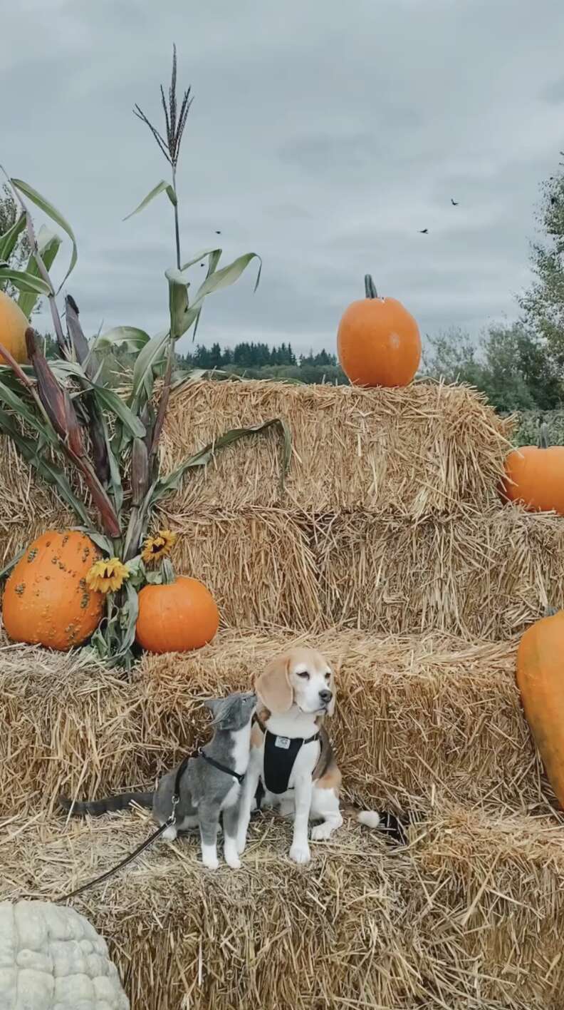 dog and cat pumpkin patch
