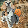 dog and cat pumpkin patch