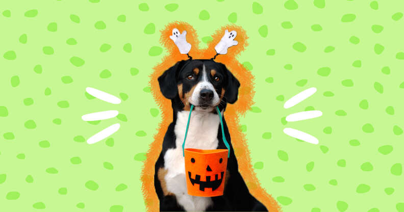 dog with ghost headband and candy bucket