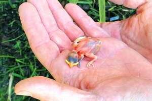 Couple Finds Tiny Sparrow After A Storm