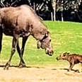 Mama Moose Gives Birth To The Wobbliest Little Baby In Family's Backyard