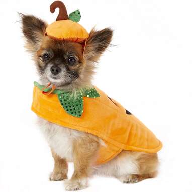 FRISCO Pumpkin Dog & Cat Costume