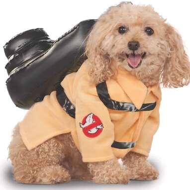 Cute Dogs in Halloween Costumes - Pottery Barn