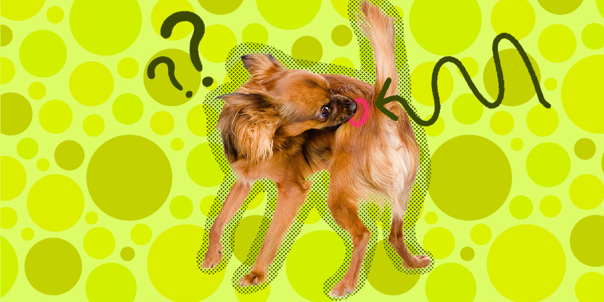 Dog chewing raw clearance spot on back