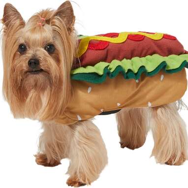 Dog Costumes: The 22 Best Options For Halloween 2022 - DodoWell