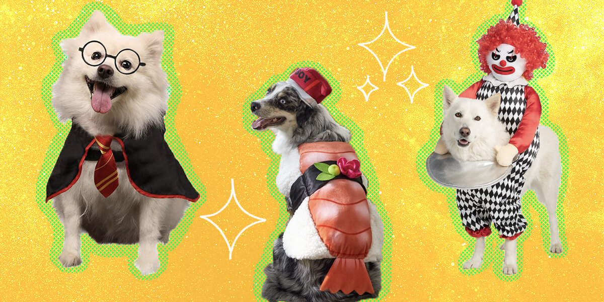 Dog Costumes: The 22 Best Options For Halloween 2022 - DodoWell - The Dodo