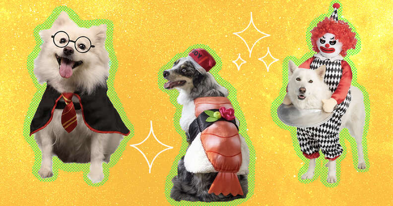 Dog Costumes: The 22 Best Options For Halloween 2022 - DodoWell ...