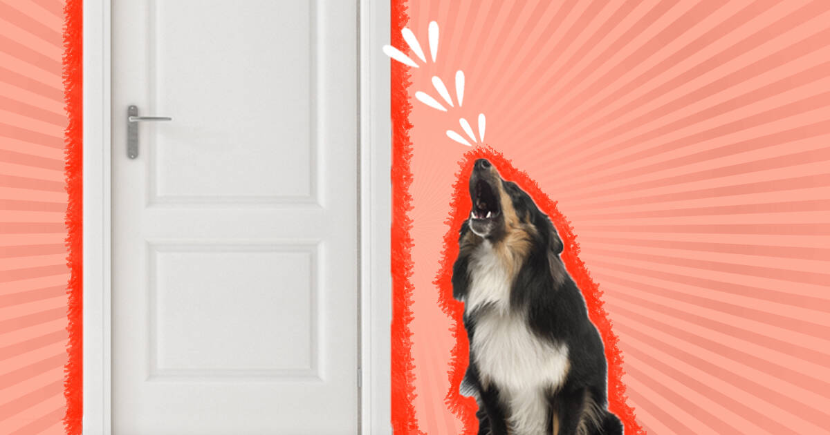 why do dogs bark at the doorbell