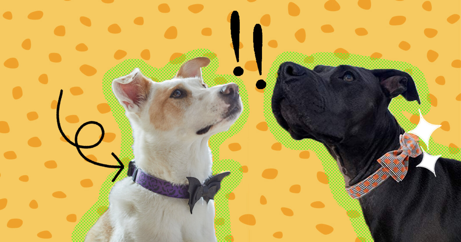 Halloween Dog Collars 11 Sweet And Spooky Options For Your Pet