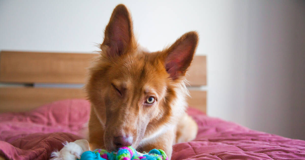 Keeping Your Dog Entertained When They are Home Alone - SitStay