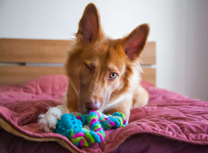 Tricks and Toys to Keep Dogs Busy When They're Alone