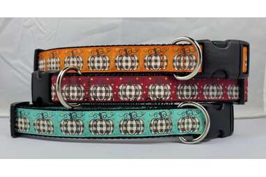 dog halloween collar