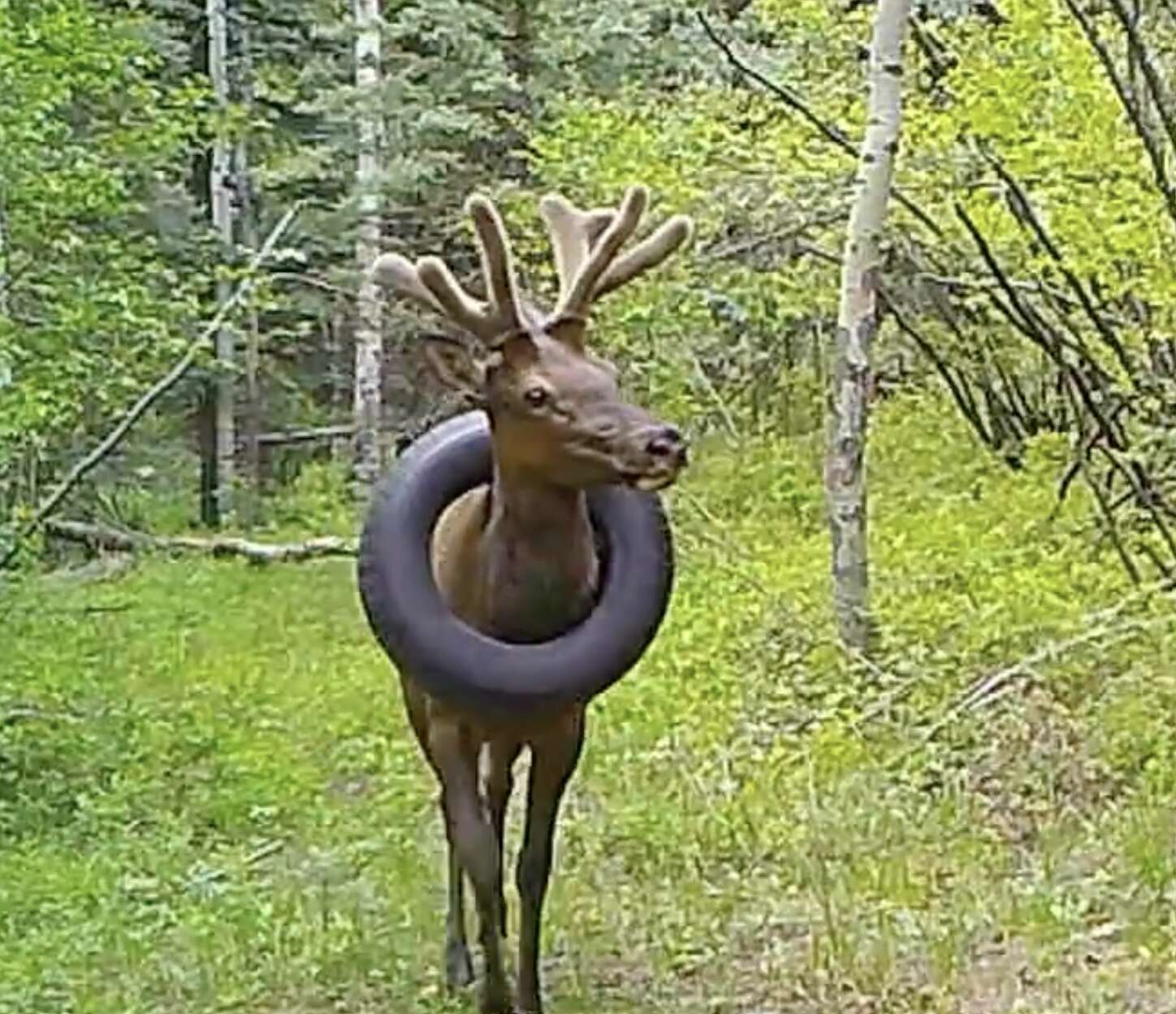 Elk with tire stuck on neck