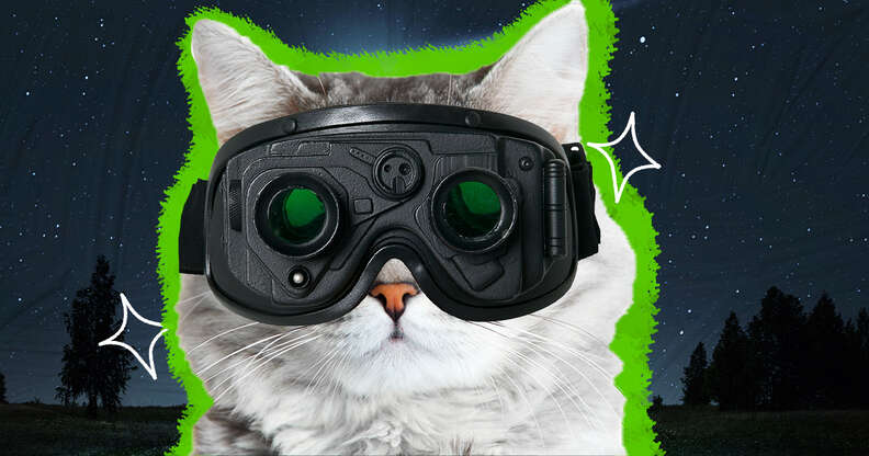 Can Cats See In The Dark Dodowell The Dodo
