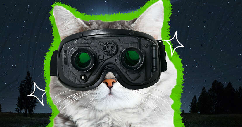 Can Cats See In The Dark? - DodoWell - The Dodo Can Cats See In The Dark? - DodoWell - The Dodo