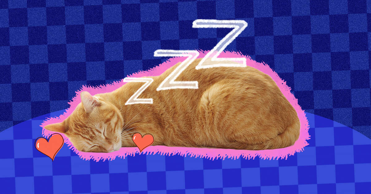 why do cats sleep so much