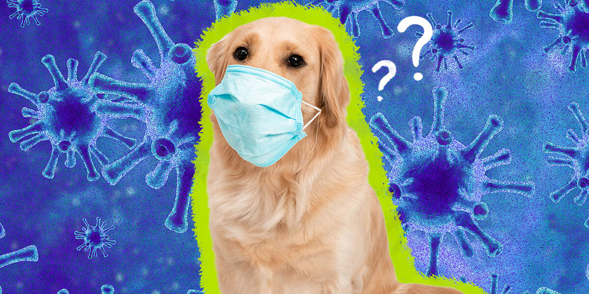 how long do dogs have to stay in quarantine when going abroad