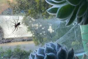 Woman Terrified Of Spiders Lets One Move Into Her Houseplant