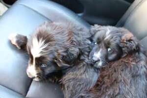 Guy Spots Two Puppies In The Middle of The Road