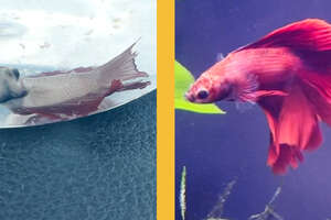 Little Fish Who Wouldn't Eat Or Swim Is Completely Transformed