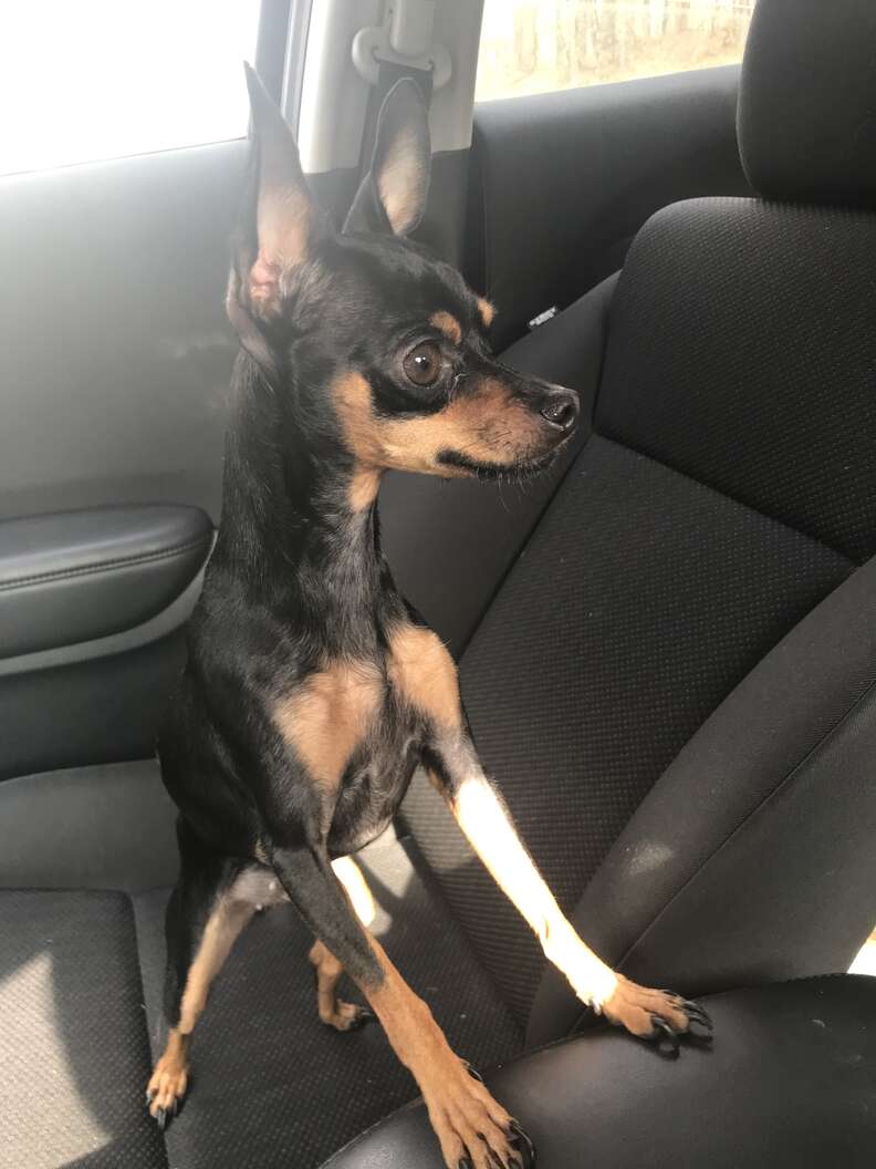 Lost miniature hot sale pinscher